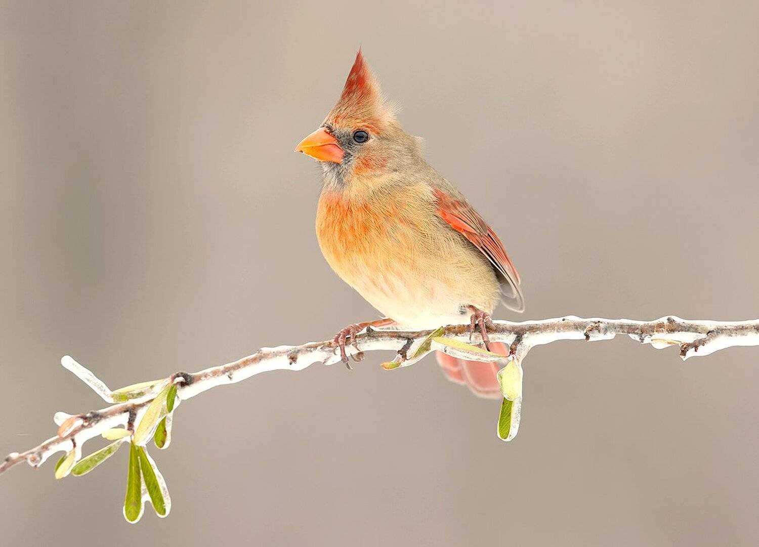 красный кардинал, northern cardinal, cardinal,кардинал, зима, Elizabeth Etkind