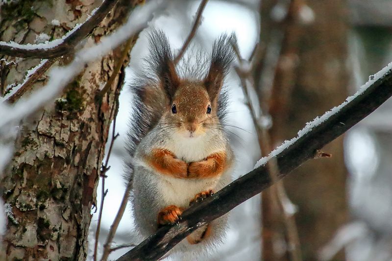 Декабрь фото превью