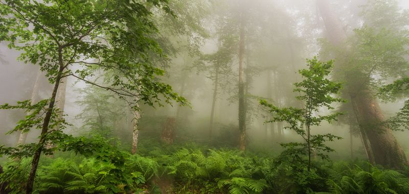 Утро в Красной поляне фото превью