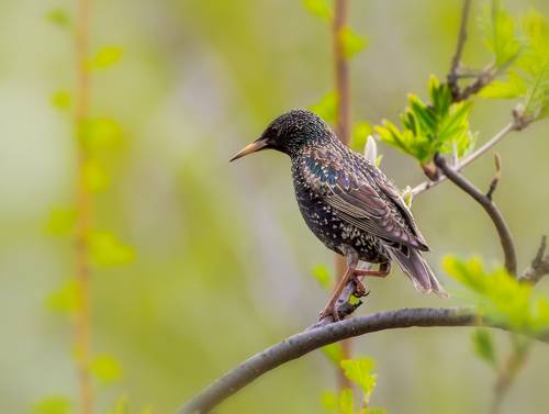 весны певец..