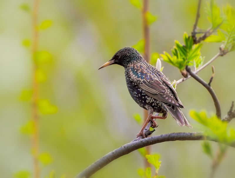 птица, скворец, весна, весны певец.. фото превью