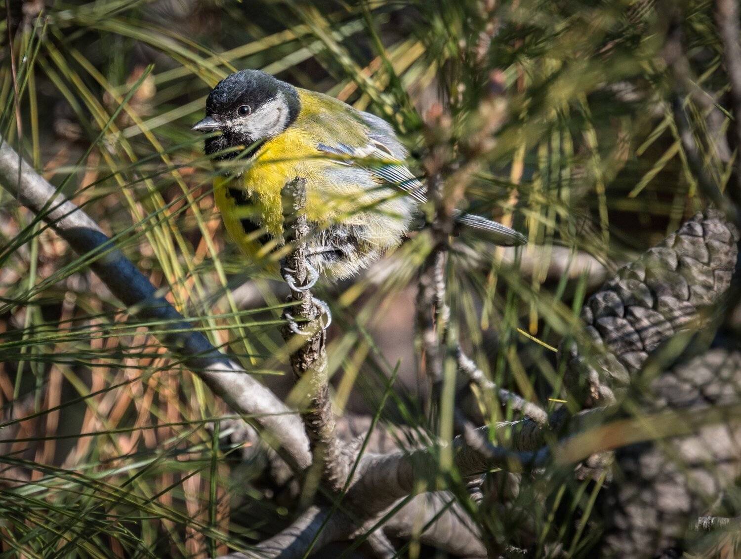 , Курлянцев Алексей