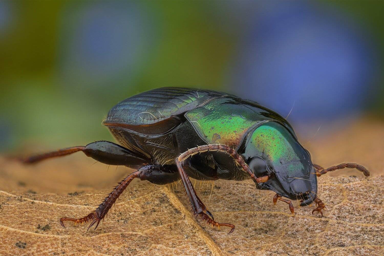 ceclii, macro, nikon d3400, lomo 3.7, Tsvetan Ganev