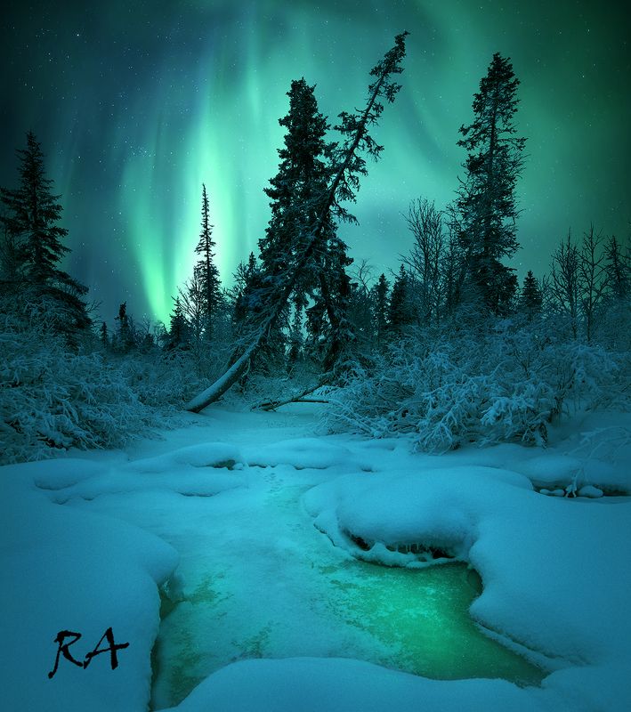 полярное сияние, aurora borealis, северное сияние, кольский полуостров Forest Guard фото превью