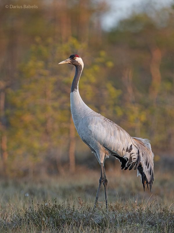 Серый журавль фото превью