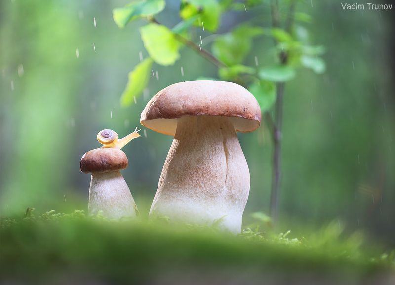 улитка, белый гриб,  макро *** фото превью