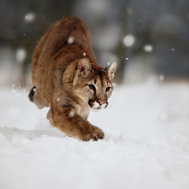 cougar, snow, running I am coming фото превью