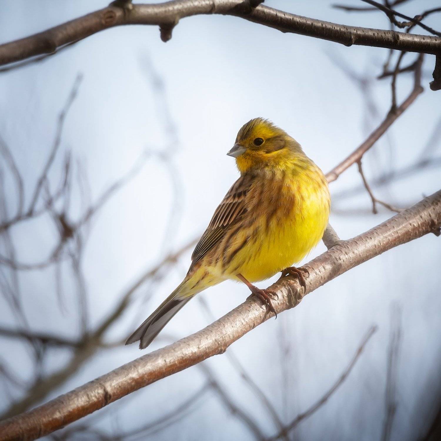 овсянка, птицы, фотоохота, Алексей Марголин