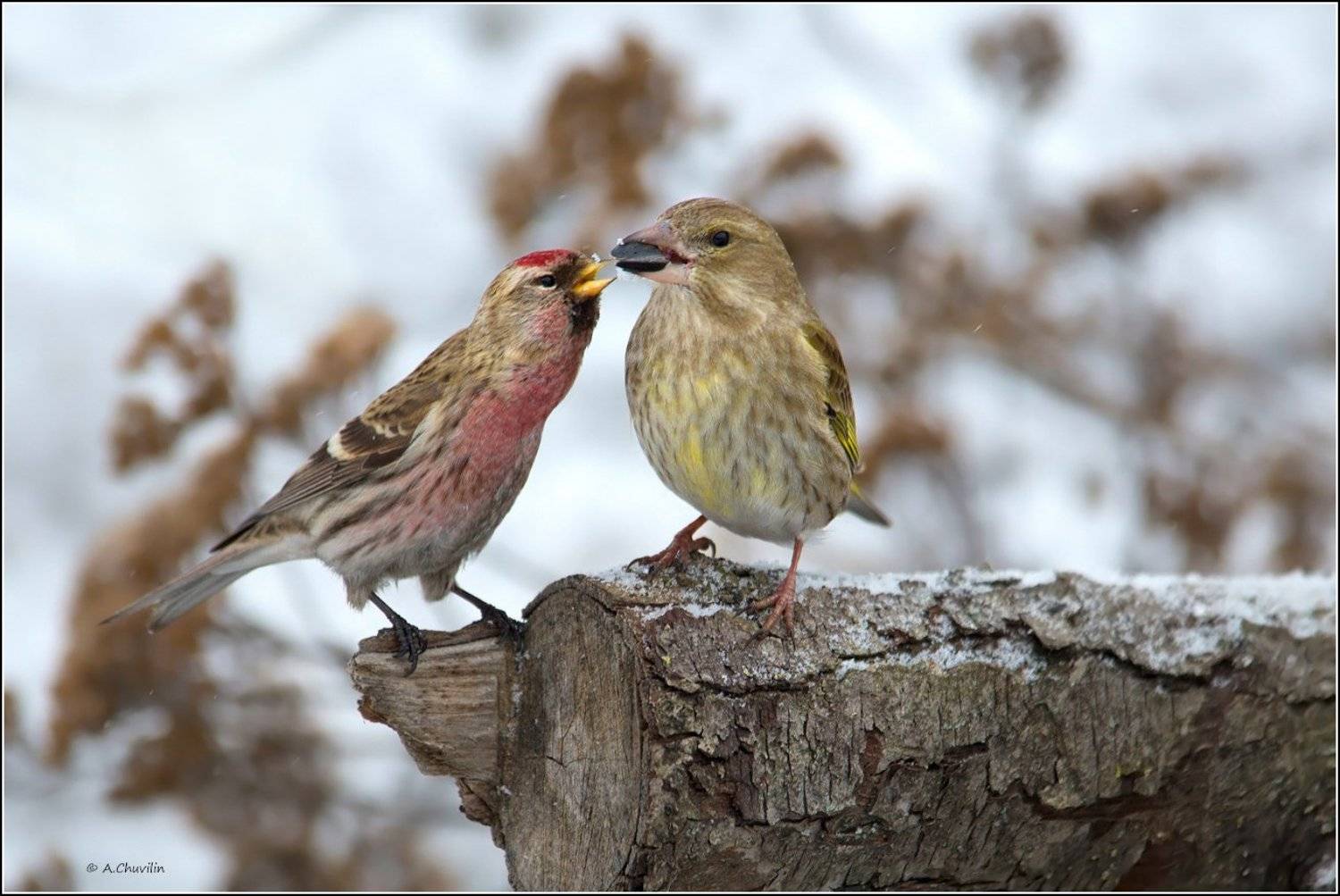 птицы,чечётка,зеленушка,дай,подержать, Александр Чувилин