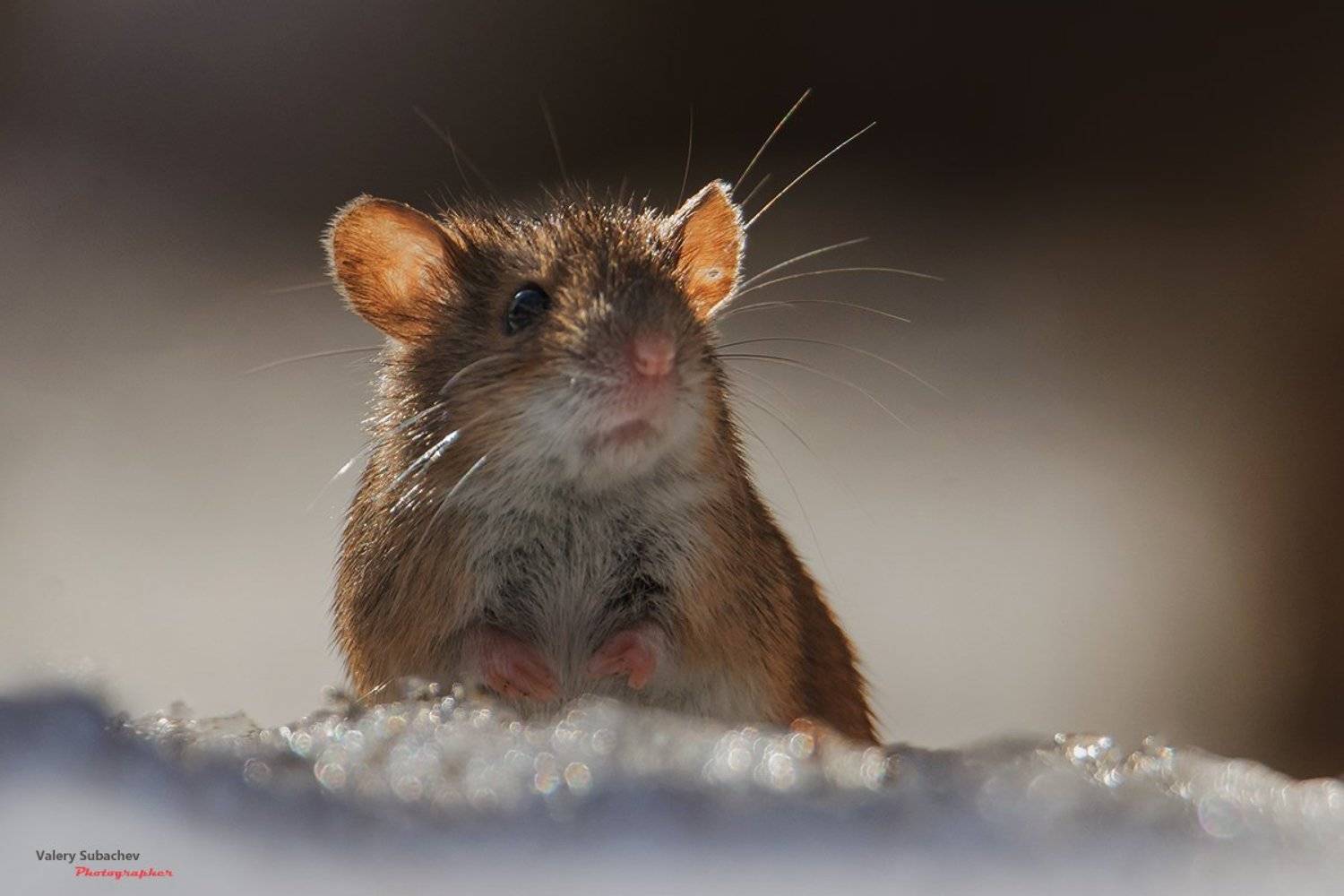 , Валерий Субачев