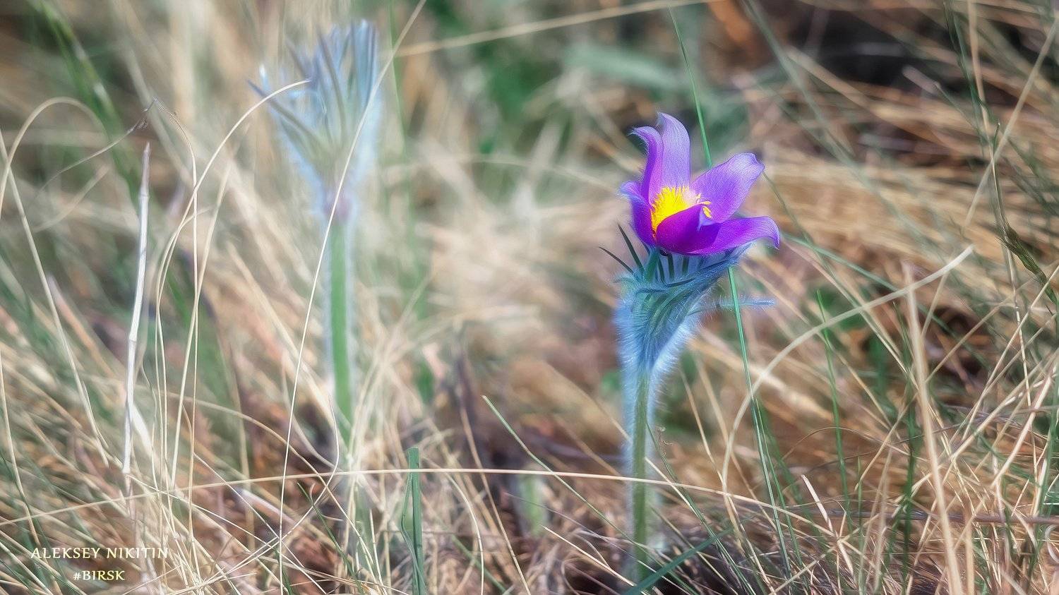 , Алексей Никитин
