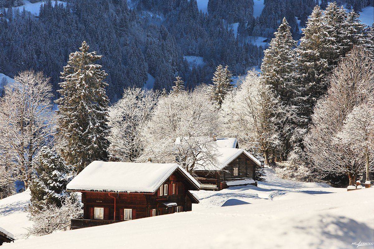 swiss, Матвеев Николай