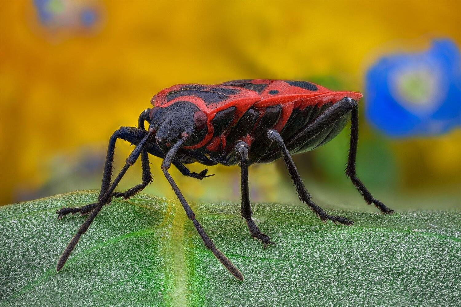 ceclii, macro, nikon d3400, lomo 3.7, Tsvetan Ganev