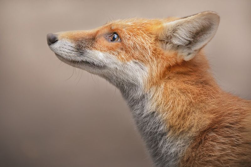 лиса, портрет животного, калининград, дикие животные  Портрет лисы фото превью