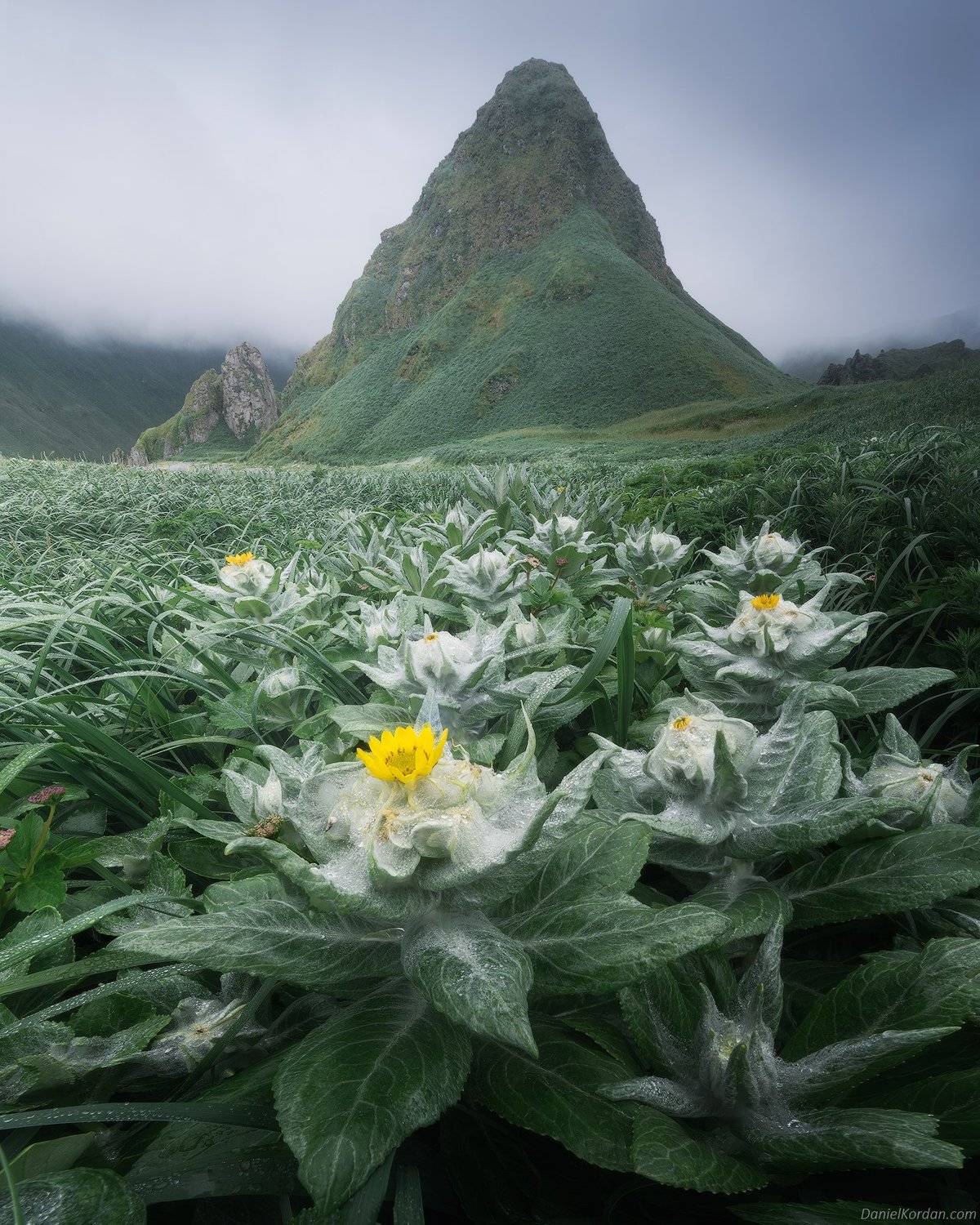 Остров Янкича, Северные Курилы, Даниил Коржонов