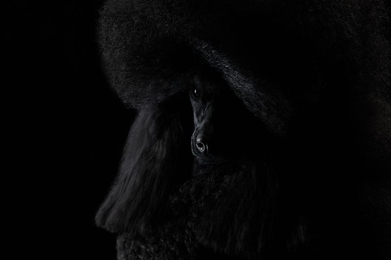 собака, черный фон, студия, пудель Сильва фото превью