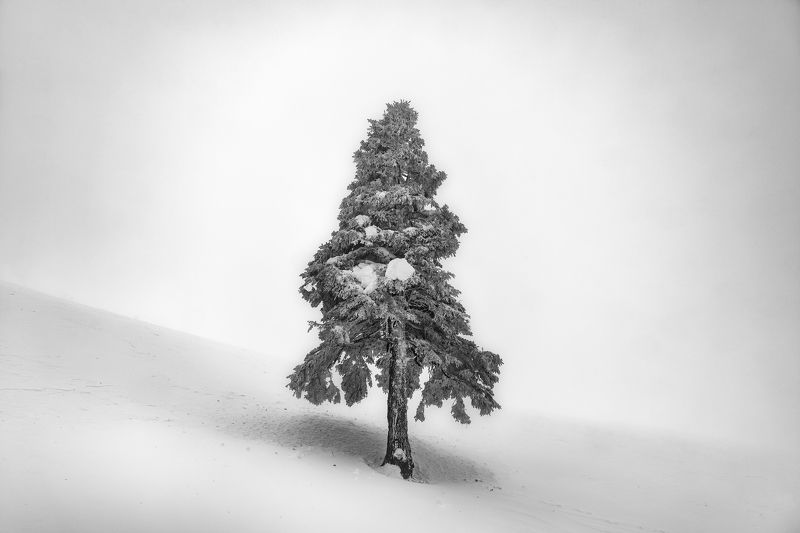 The one фото превью
