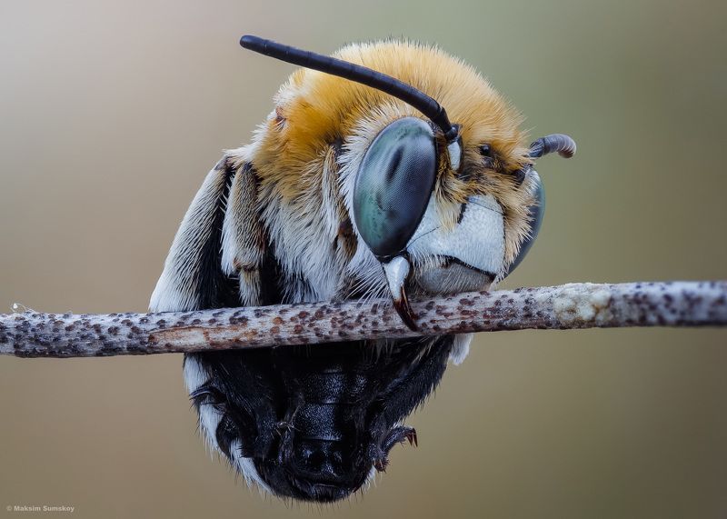 Про пчёл фото превью