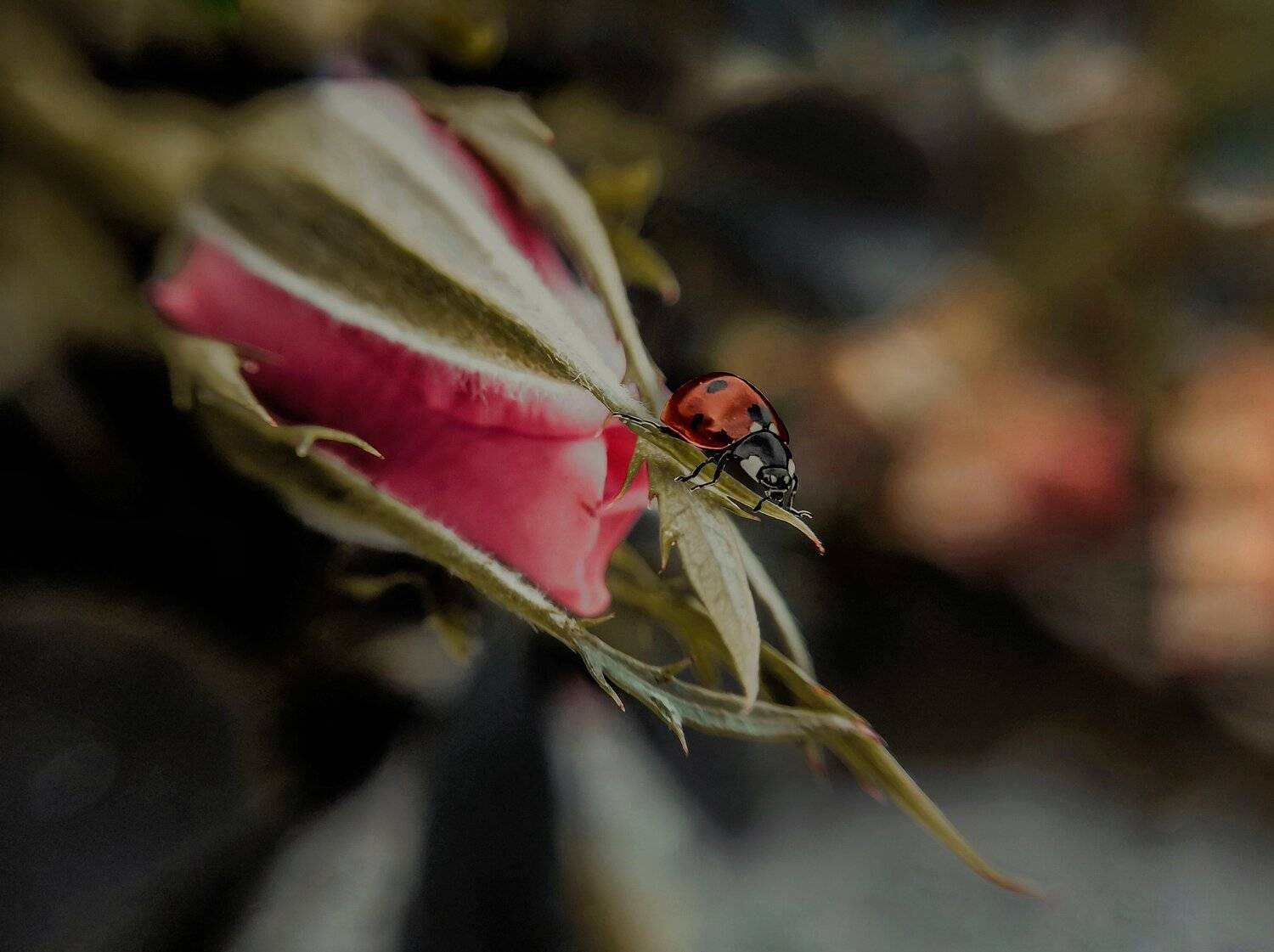 макро, арт,природа ,насекомые, Olga Smirnova