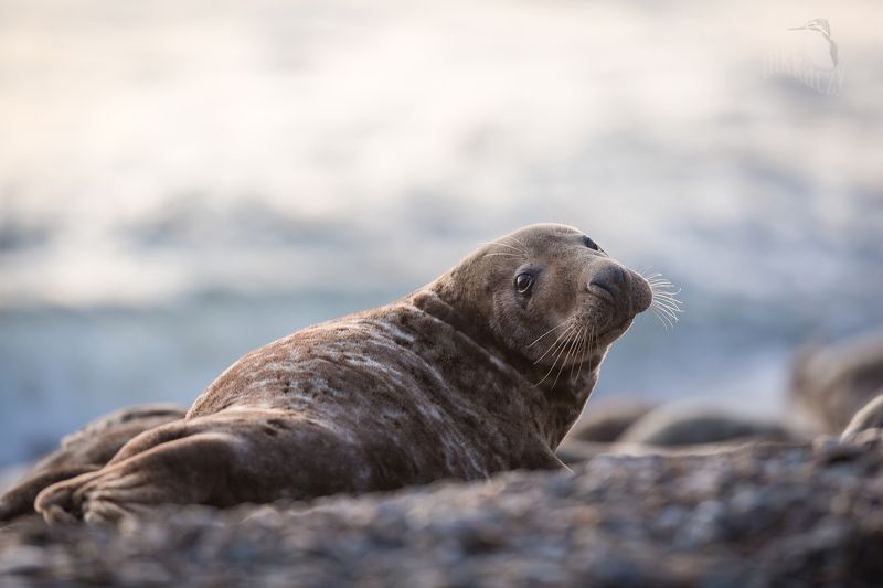 Foka фото превью