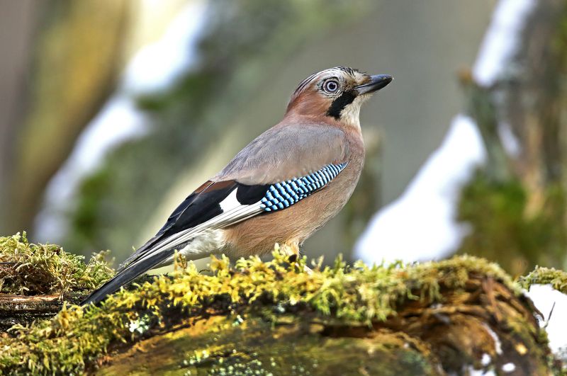 Сойка фото превью