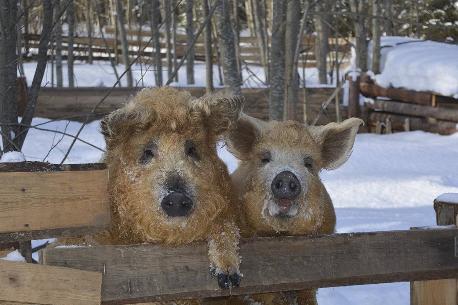 , Марина Никулина