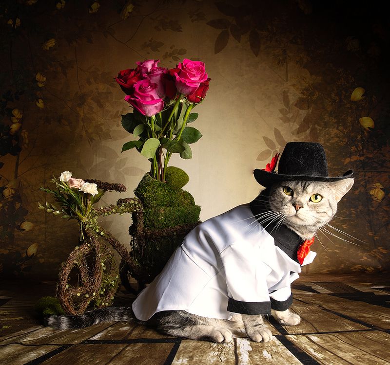 cat, cats, кот, кошка,домашние любицы,  американский короткошерстный кот, american shorthair cat, рыжик, ginger, ragdoll cat, black cat Поздравляем Всех Женщин С Праздником 8 Марта! фото превью