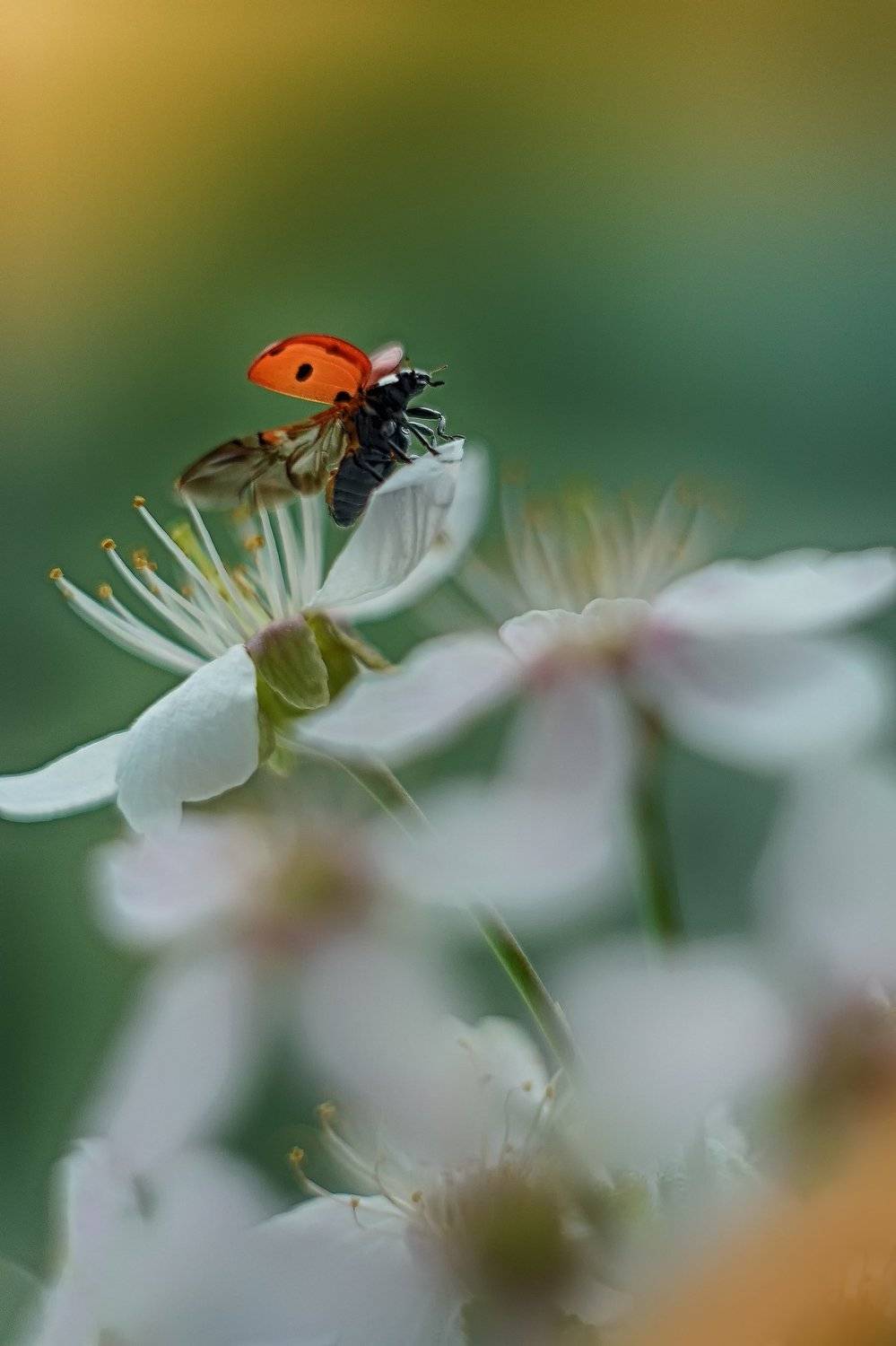 , Воинкова Ирина