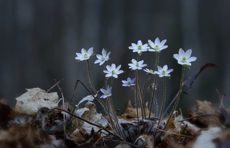 С праздником милые женщины! фото превью