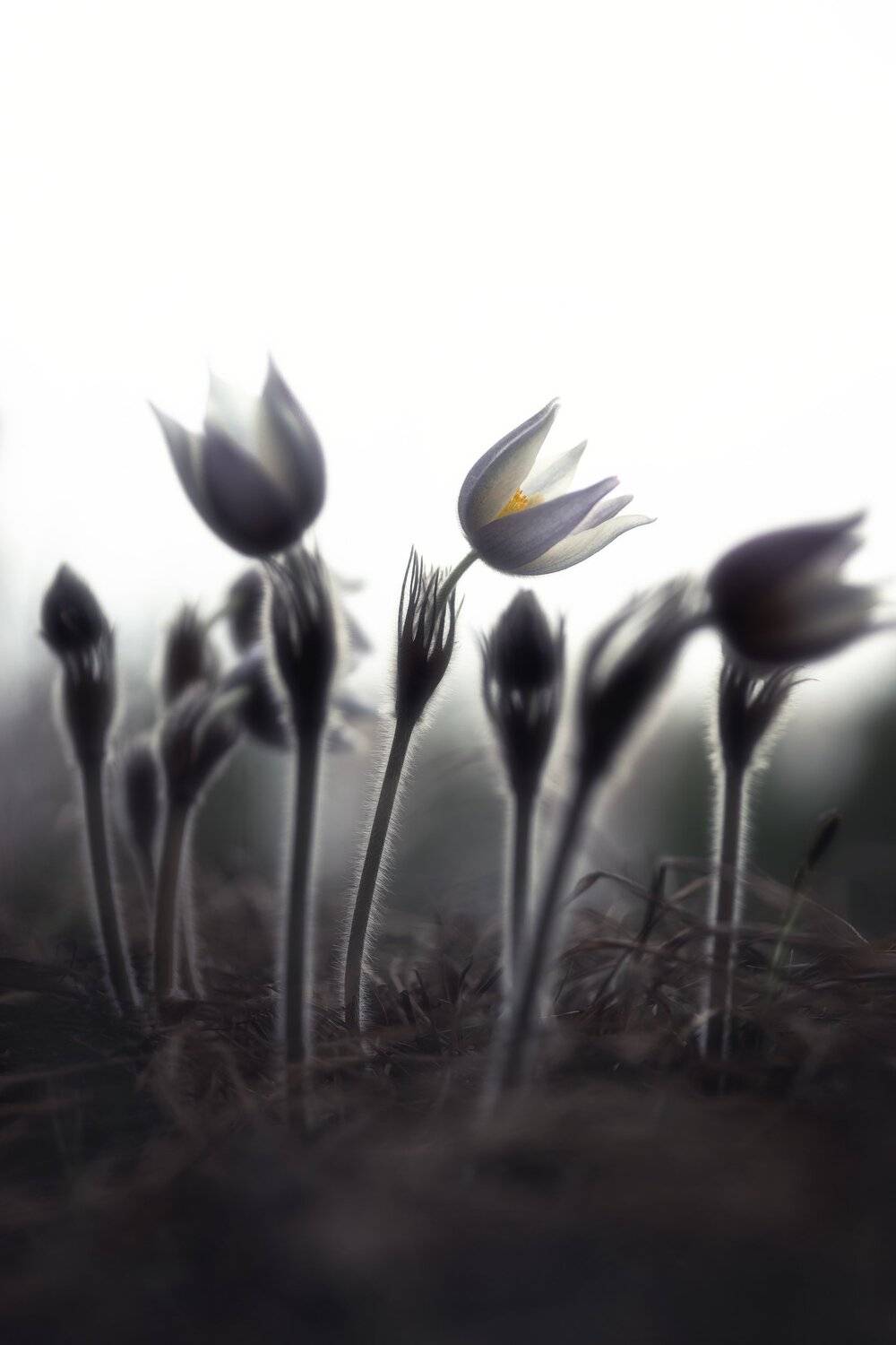 , Алексей Козаченко