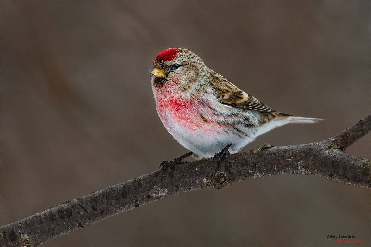 , Валерий Субачев