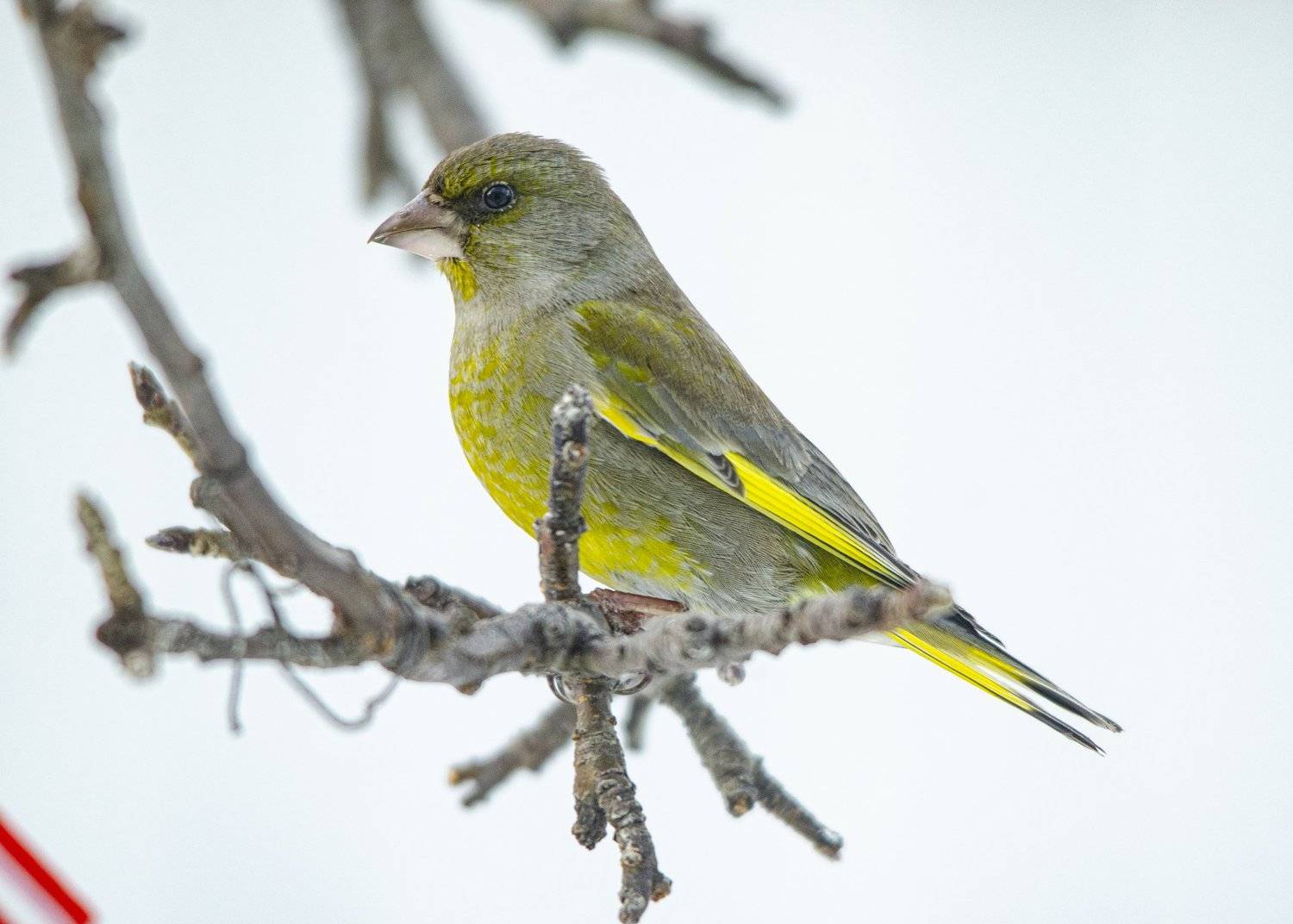 , Ольга Лукахина