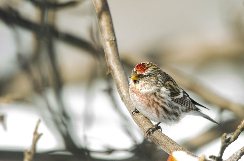 Чечетка фото превью