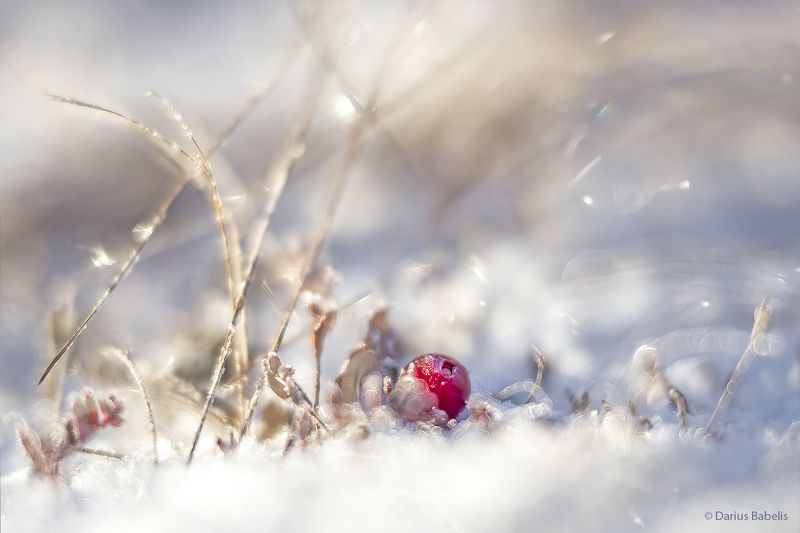 Клюква фото превью