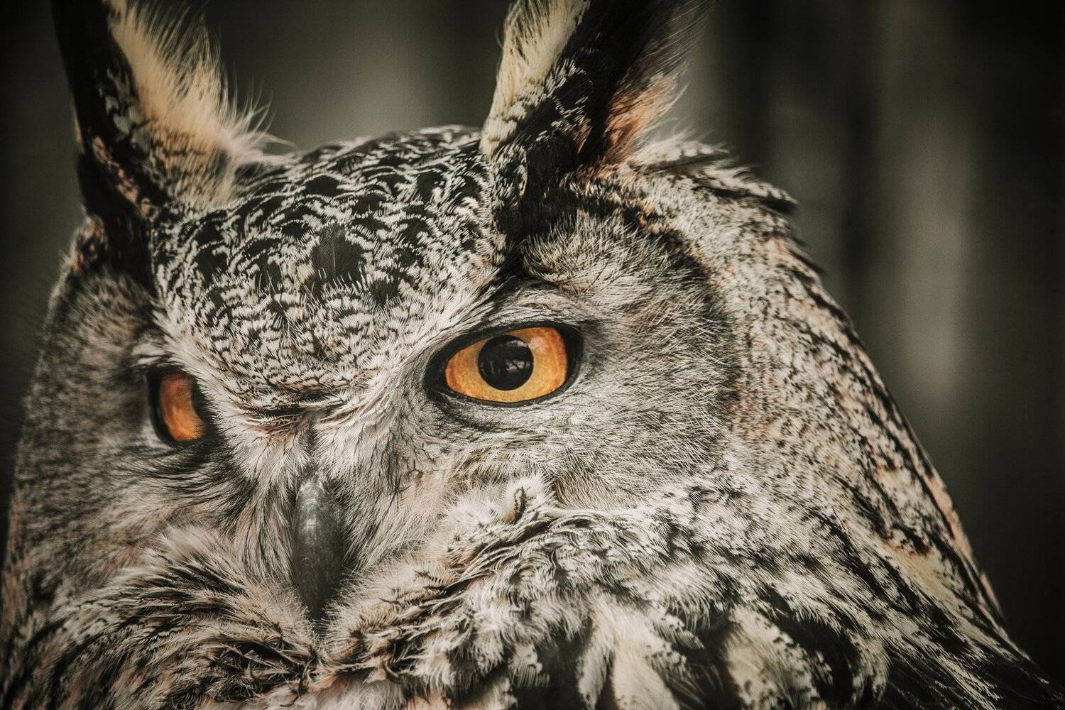 , Сигида Дмитрий