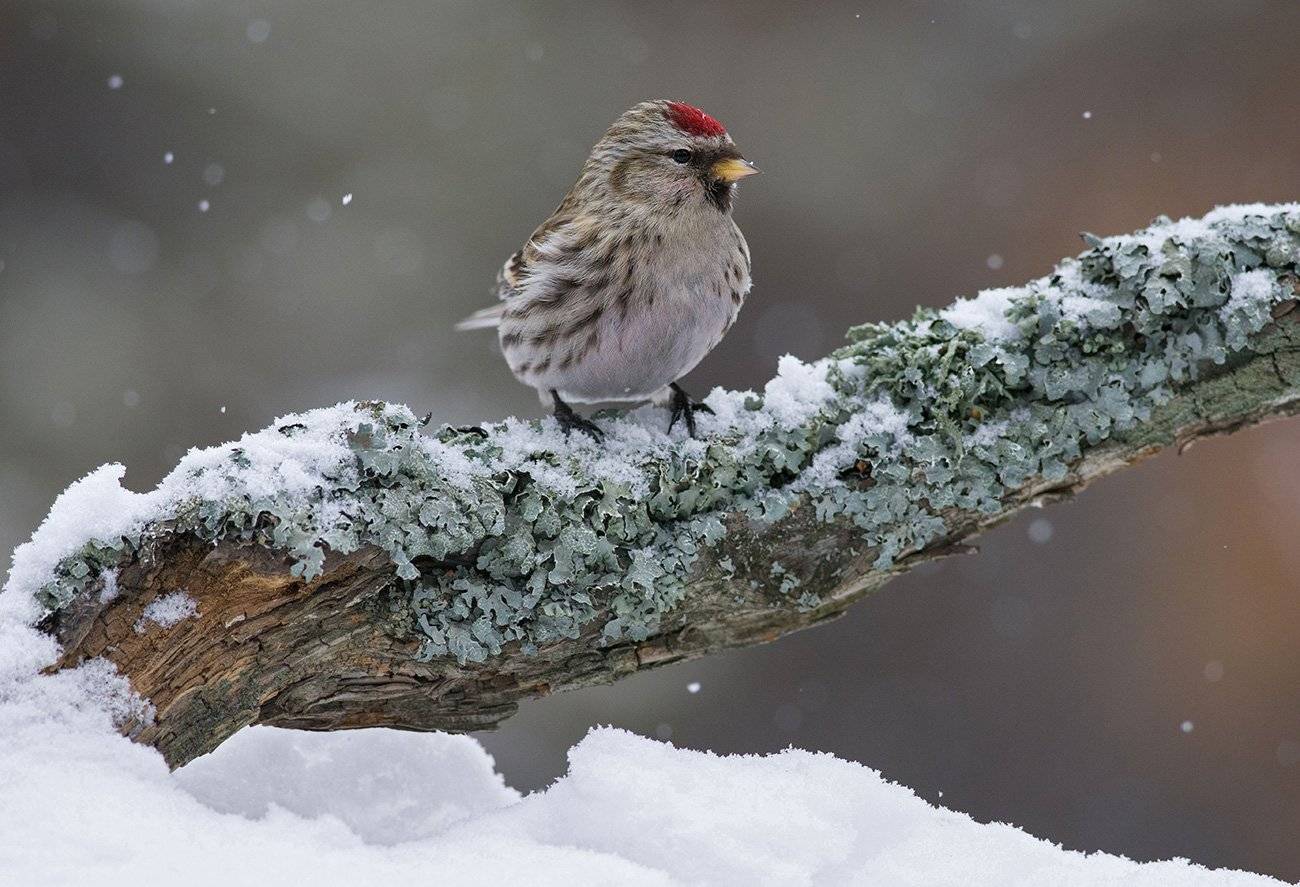 зима,снег,чечётка,бор, Иван