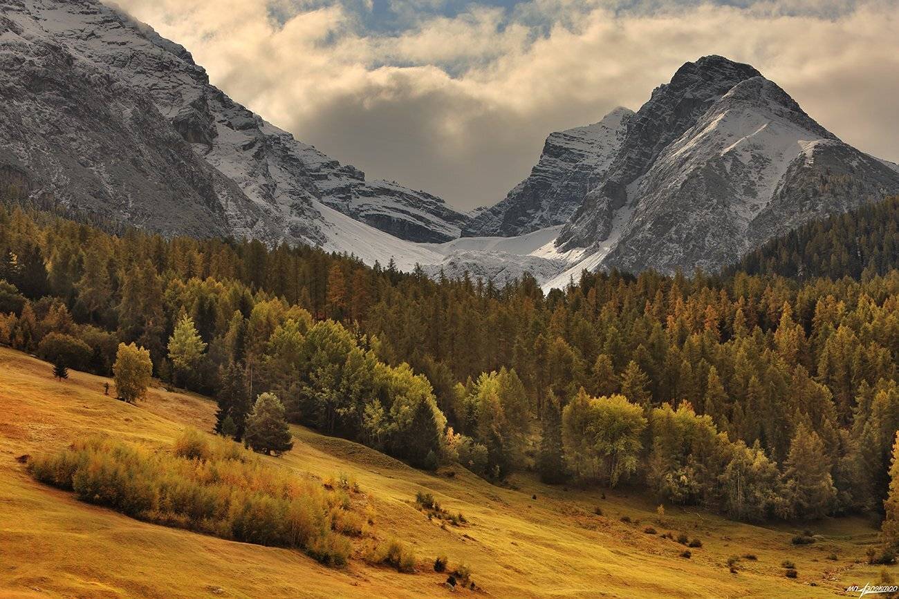 swiss, Матвеев Николай