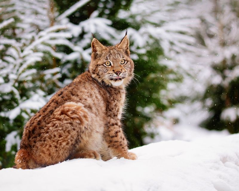 Bobcat in winter forest фото превью