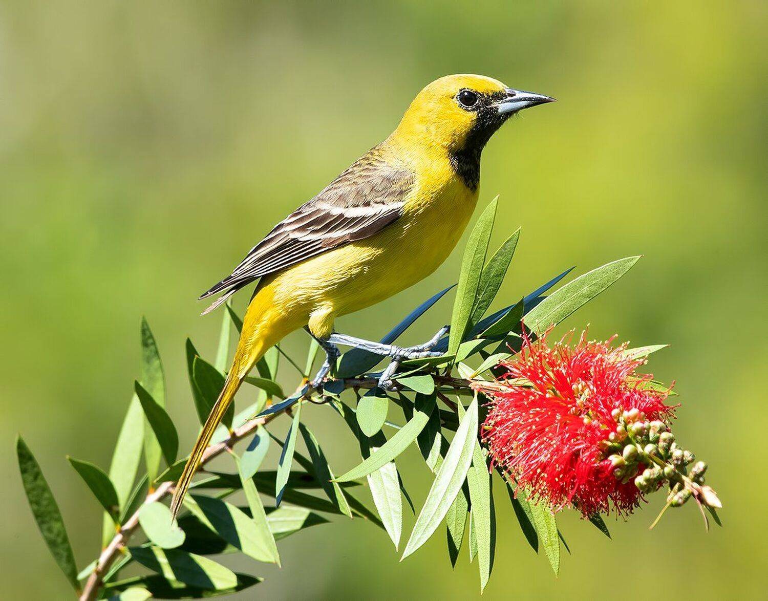 садовый трупиал, orchard oriole, oriole, весна, Elizabeth Etkind