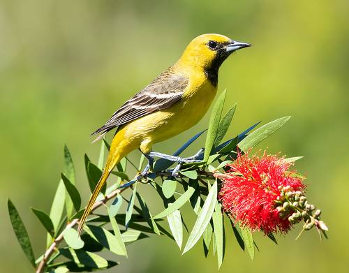 Orchard Oriole -Cадовый цветной трупиал или Иволга