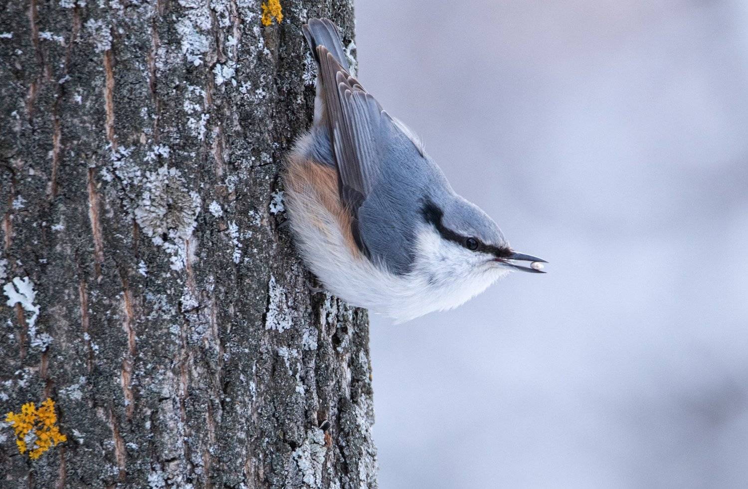 , Цветков Сергей