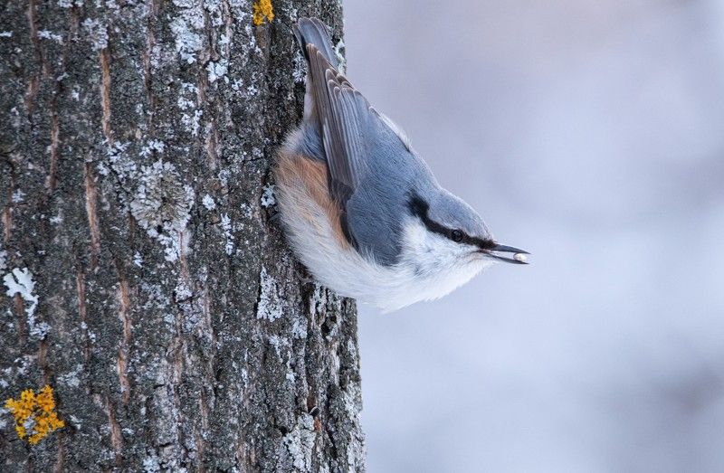 Мое сокровище фото превью