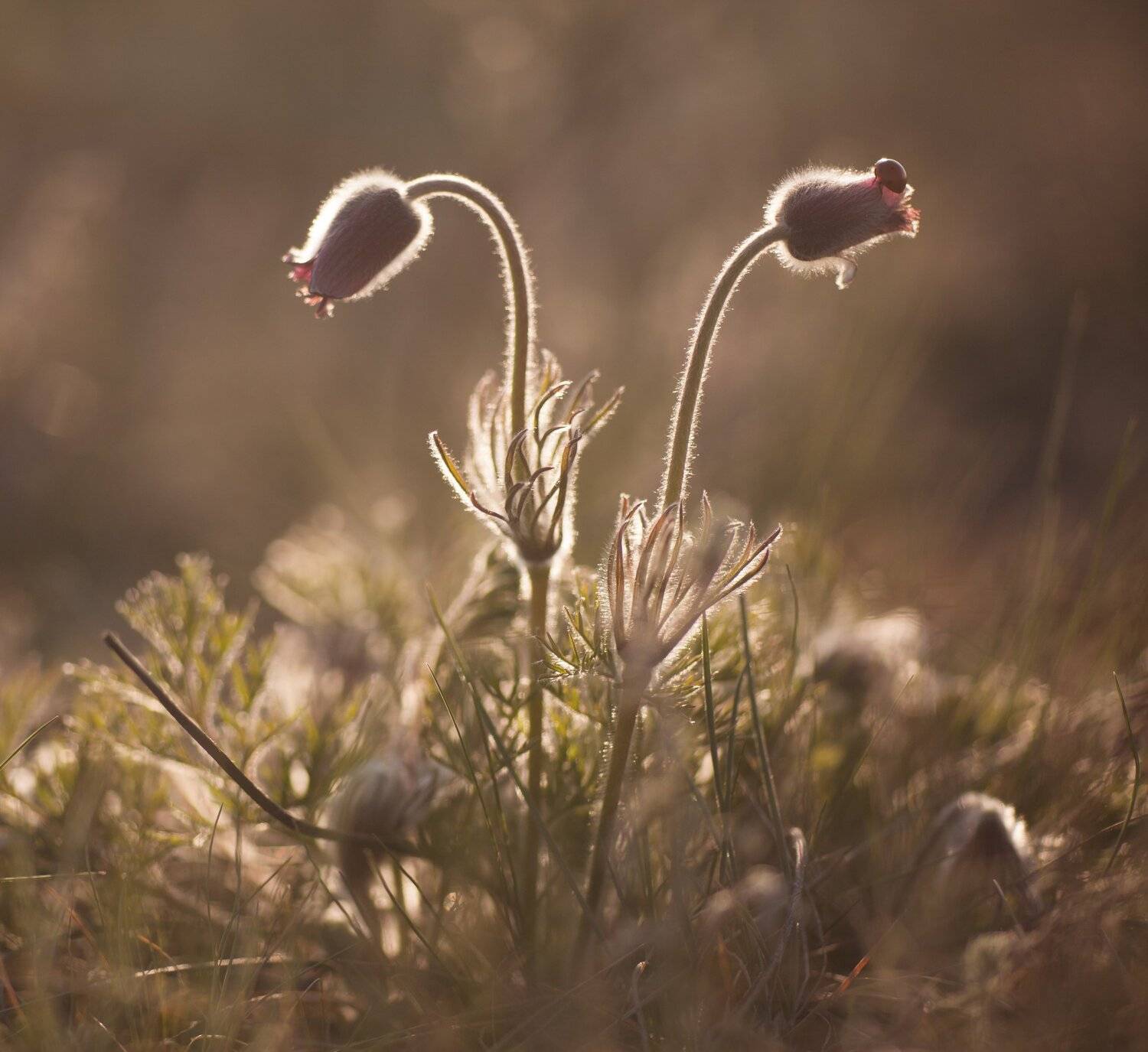, Викулов Николай