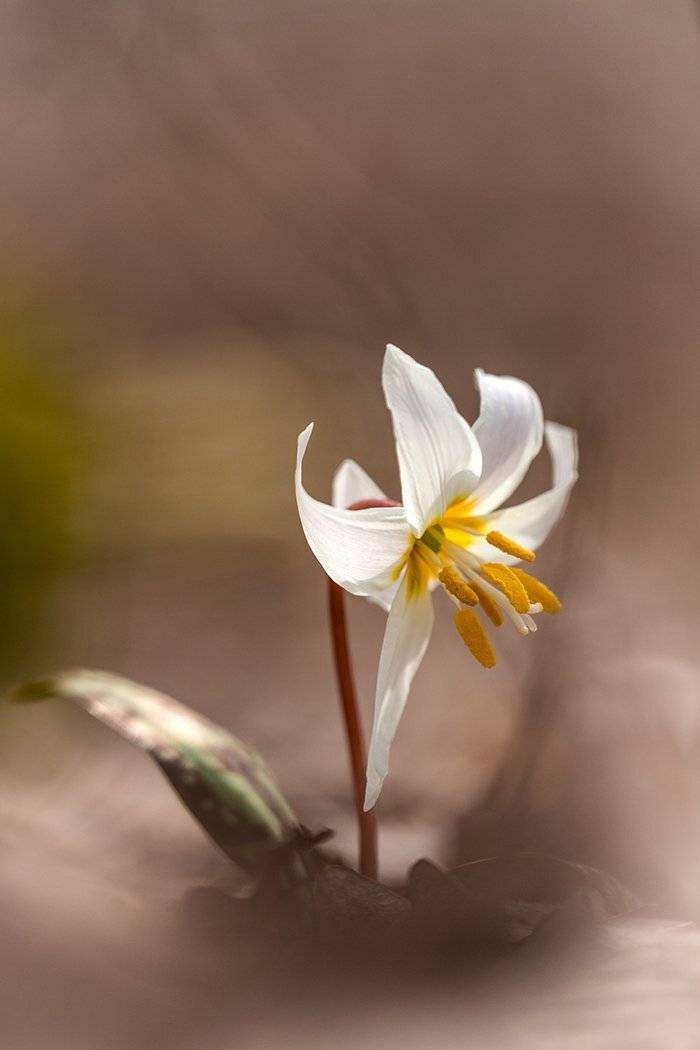 , Илья Михеев