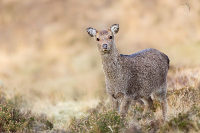 Sika doe фото превью