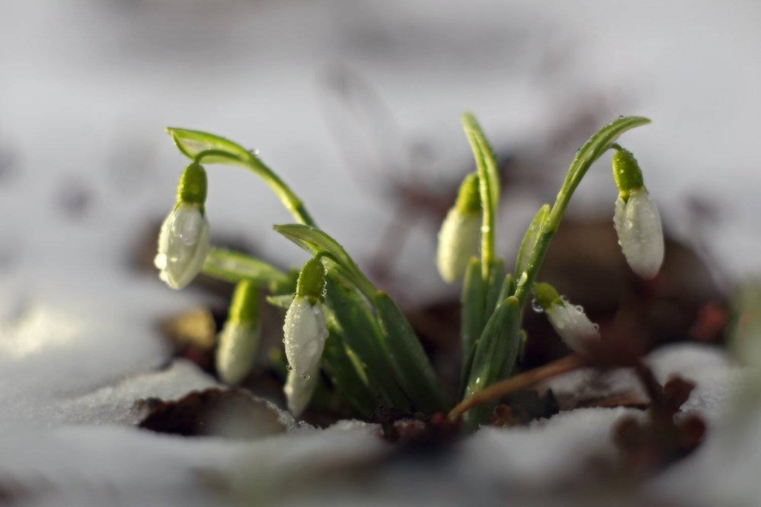 весна, март, подснежники, снег, солнце, цветы, Петриченко Валерий