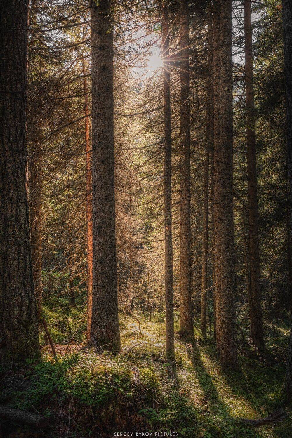 , Сергей Быков