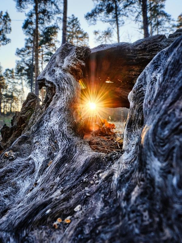 лес, солнце, деревья, лучи, форма Лесной страж фото превью
