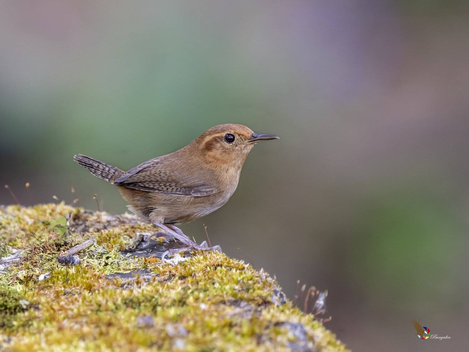 , Fernando Burgalin Sequeira