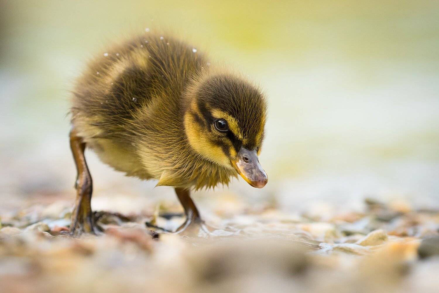 , Robert Adamec